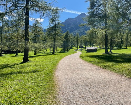 A quiet forest trail leading towards a mountain cabin